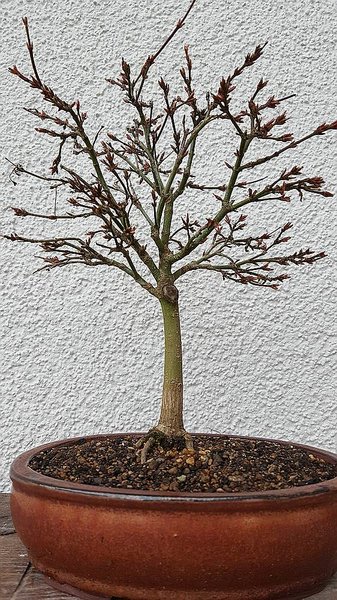 comp_20170303_160649.jpg