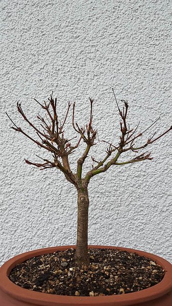 comp_20170303_160550.jpg