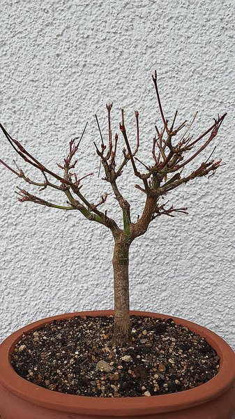 comp_20170303_160605.jpg