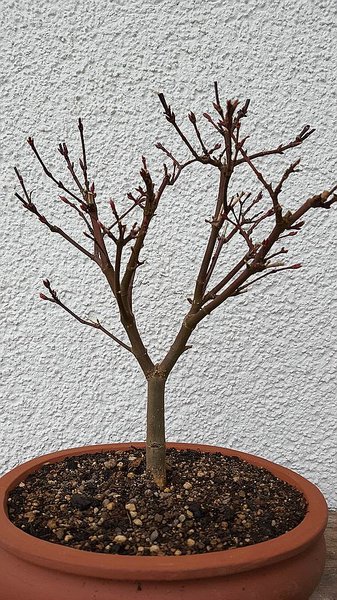 comp_20170303_160748.jpg
