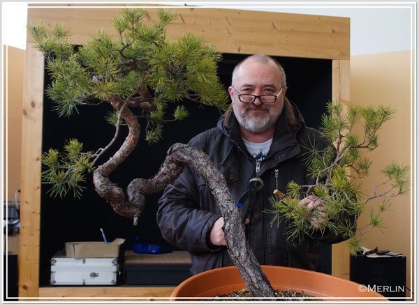 SylvestrisMerlin2017_aklein.jpg