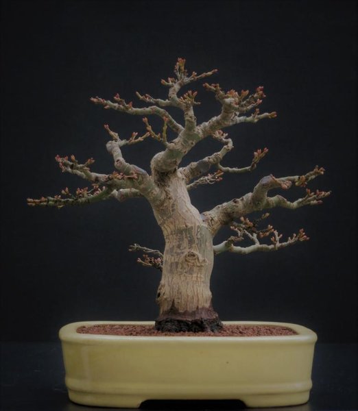 Dicker Shishi 6.3.2017.JPG