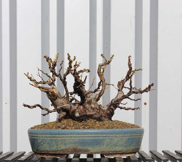 Der Baum heute