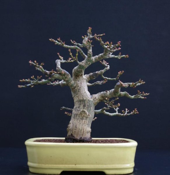 Dicker Shishi 8.3.2017.JPG
