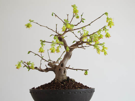 2014_Bonsai-Privat-008.jpg