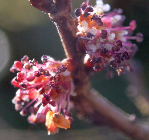 Blüte ulmus minor.jpg