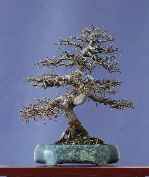 Chinaulme0317A.jpg