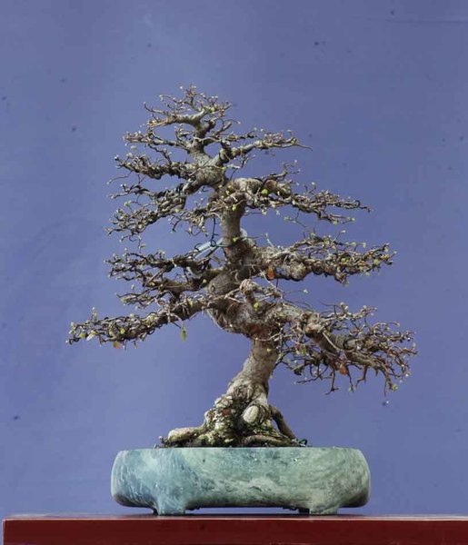 Chinaulme0317C.jpg