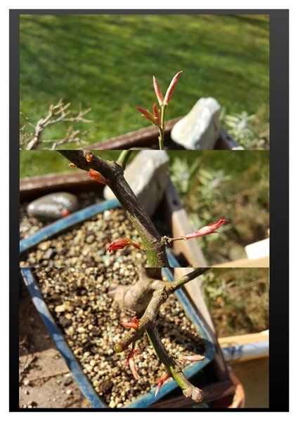 die Knospen sind ca. 15mm lang