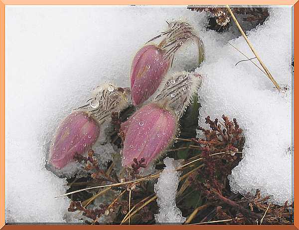 pfingsten_2006_02.jpg