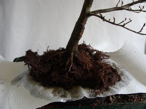 DSC00759 (640x480).jpg