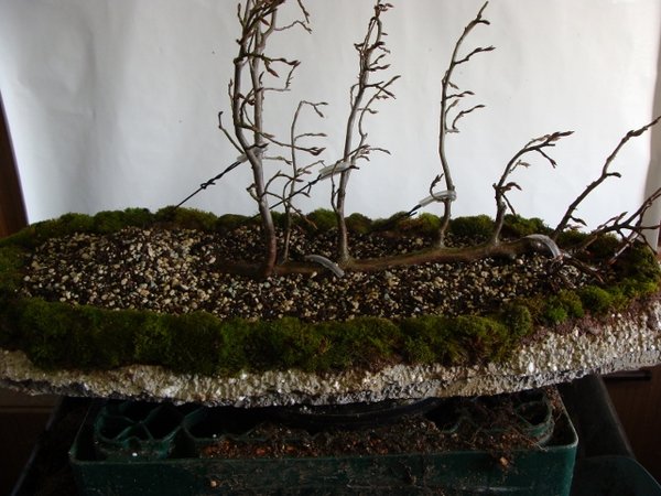 DSC00768 (640x480).jpg