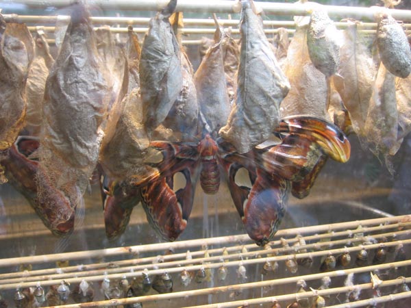 Riesige Schmetterlinge im Orchideenhaus