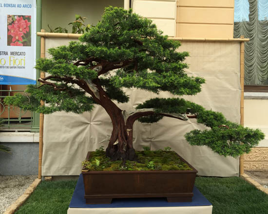 2015_Bonsai_ARCO-041.jpg
