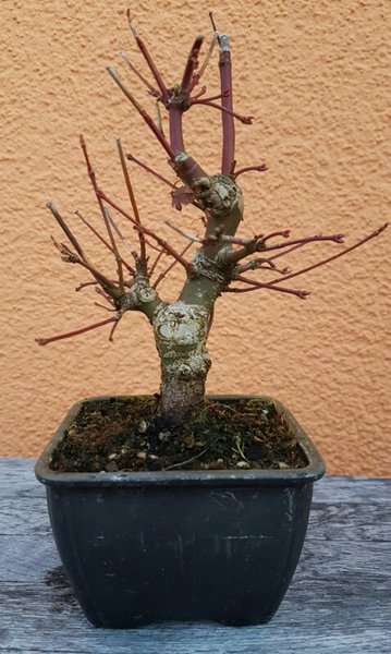 Fächerahorn hinten
