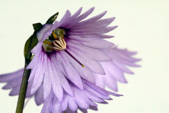 2011_Beisteller-003.jpg
