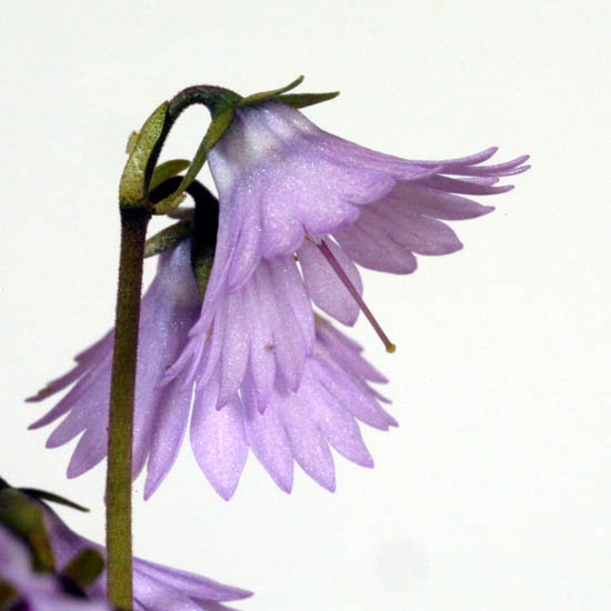 2011_Beisteller-007.jpg