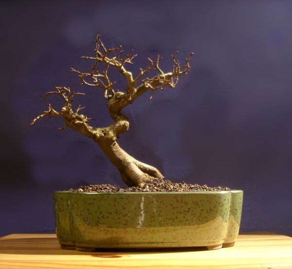 baum.jpg