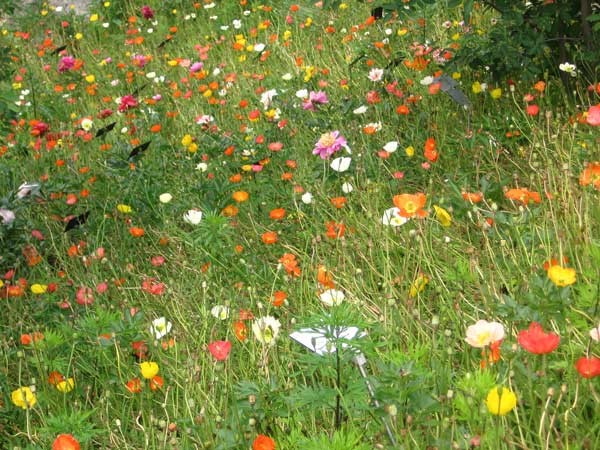 Wildblumenwiese