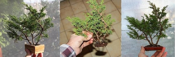 wacholder 3er -2017.jpg