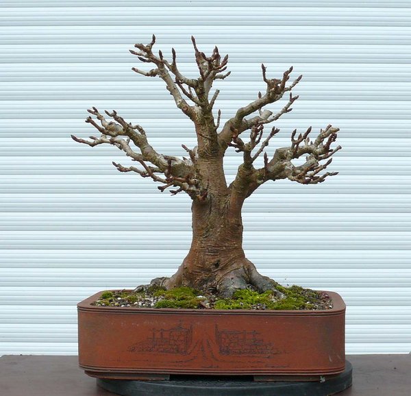 P1050030-1.jpg