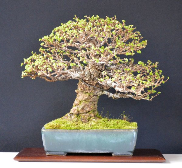 Zelkova nire geneigt 16.3.17.jpg