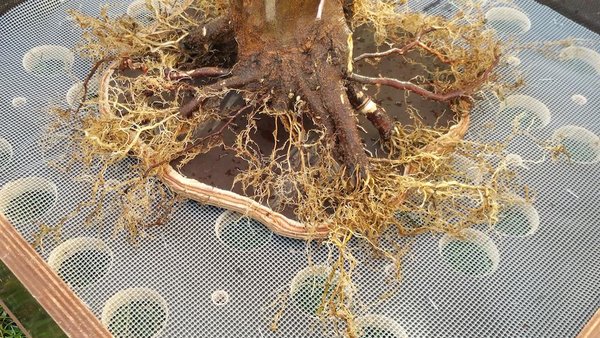 Nebari12016.jpg