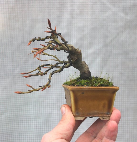 Rotbuche