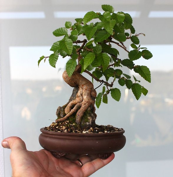 koreanische Hainbuche