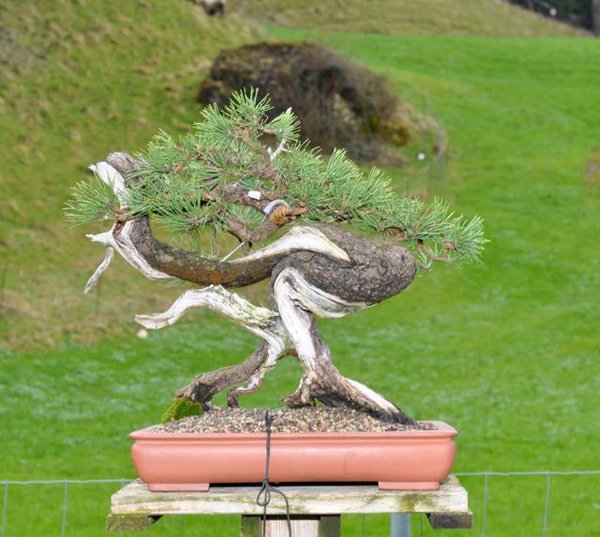 DSC_0036.jpg