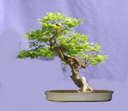 buche_550V.jpg