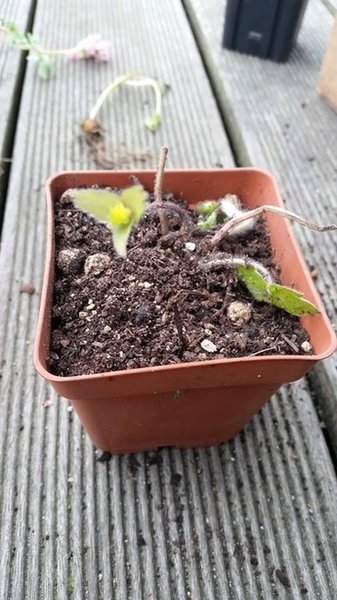 20170323_080057.jpg