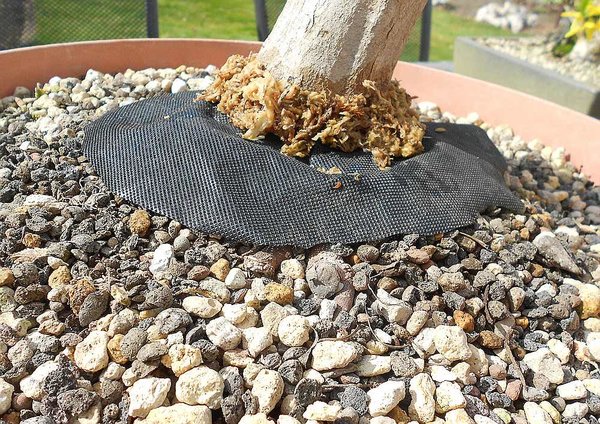 Bewurzelungshormon aufgetragen und Spagnummoosring angelegt
