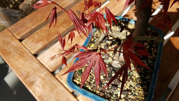20170326_125105.jpg