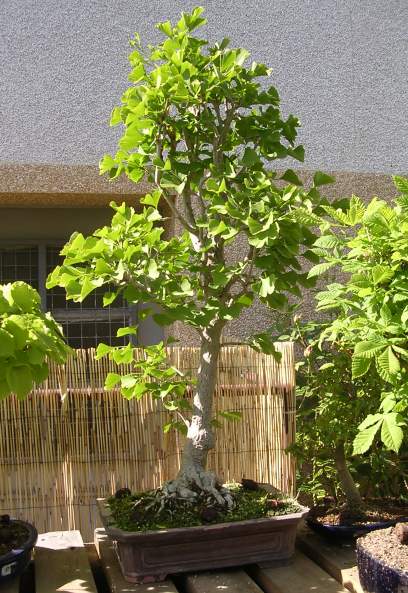 Dscn2808_1gk.jpg
