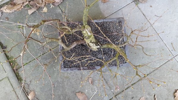 20170326_154036 (Andere).jpg