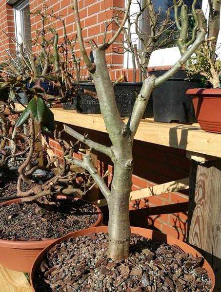 Das "Baum"