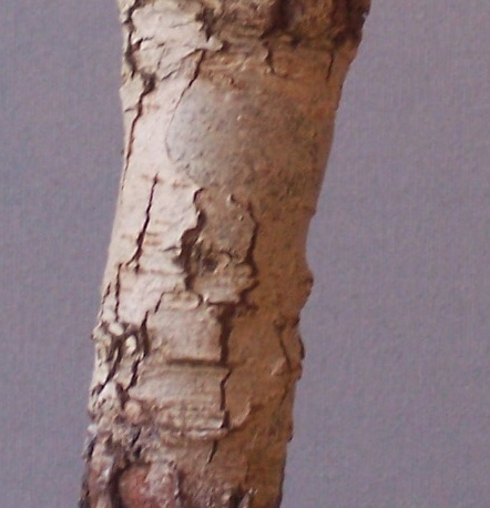 Risse am Stamm.jpg