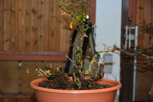 DSC_3009.JPG
