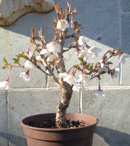 Blüte 2017
