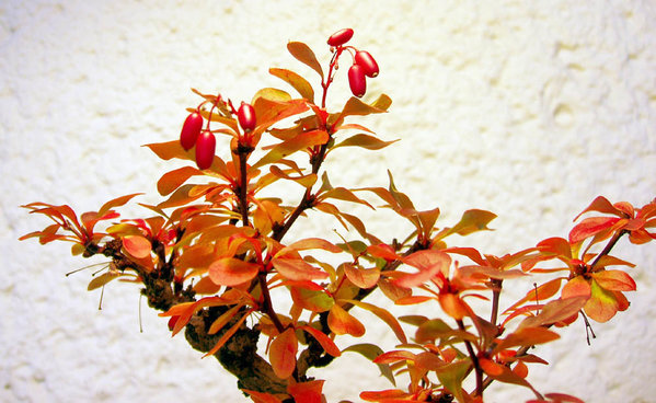 Herbstfeuer und Blutströpfchen
