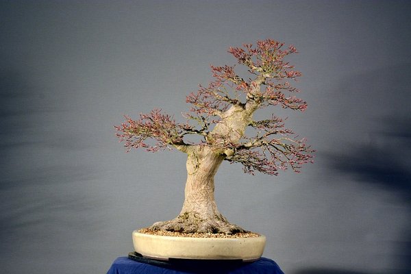 DSC_8177.JPG
