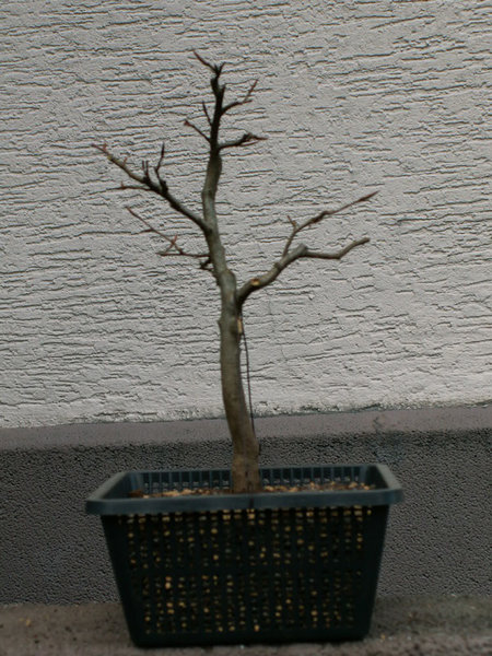 01-vorne-'08.jpg