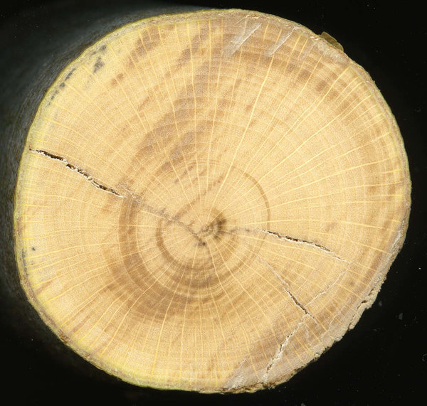 Fagus sylv..jpg
