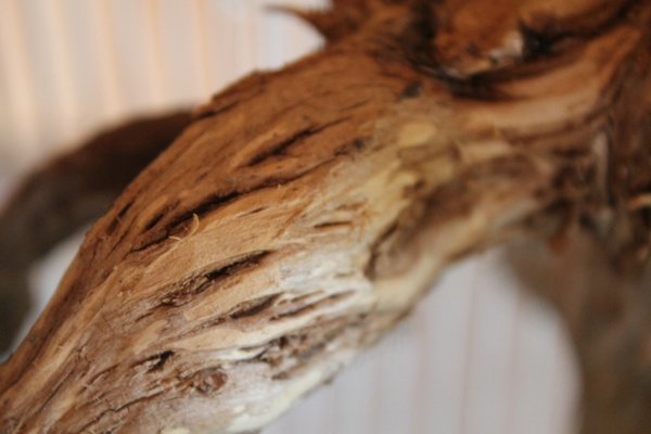 BirnengitterrostbefallIMG_8653.jpg
