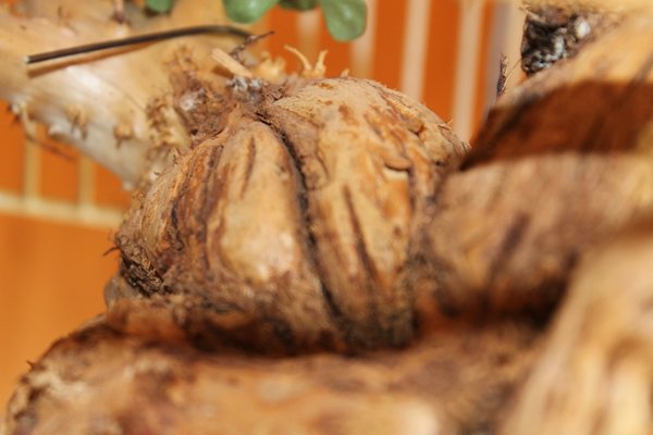 BirnengitterrostbefallIMG_8655.jpg