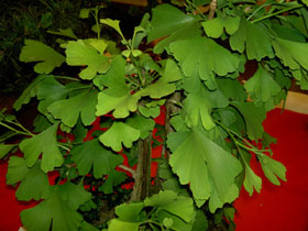 2006-06-11 Bonsai Weilburg 036.jpg