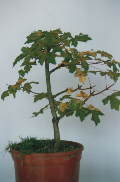 1998