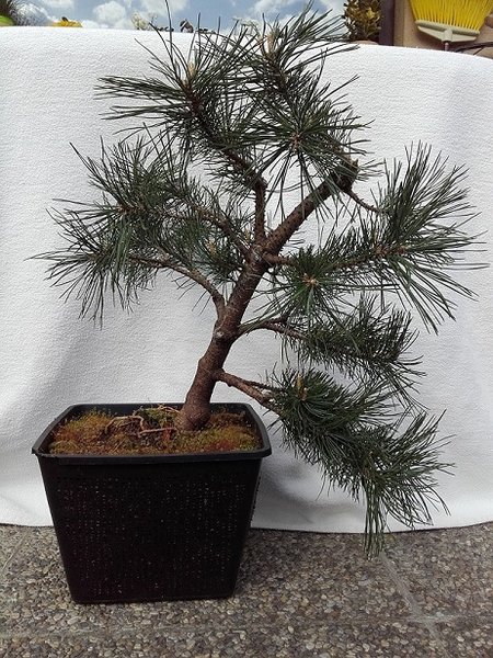 Pinus Mugo BF.jpg