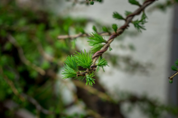 20170402-DSC04623-2.jpg